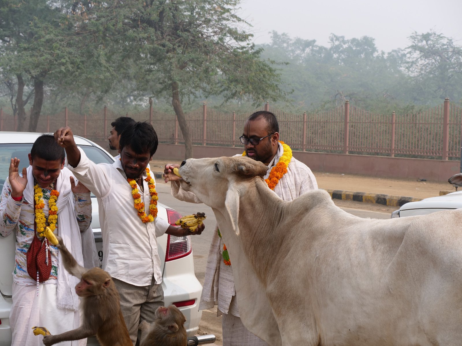  165 Gopashtami Radha kunda Govardhan 19.11.04